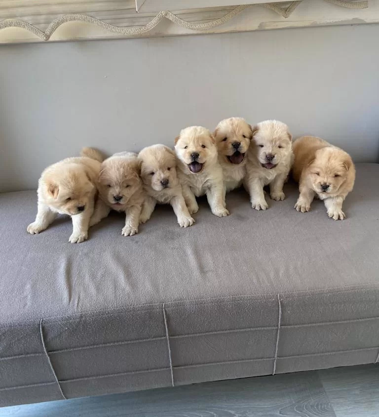 Irk Garantili Scrli Safkan Chow Chow Bebekler