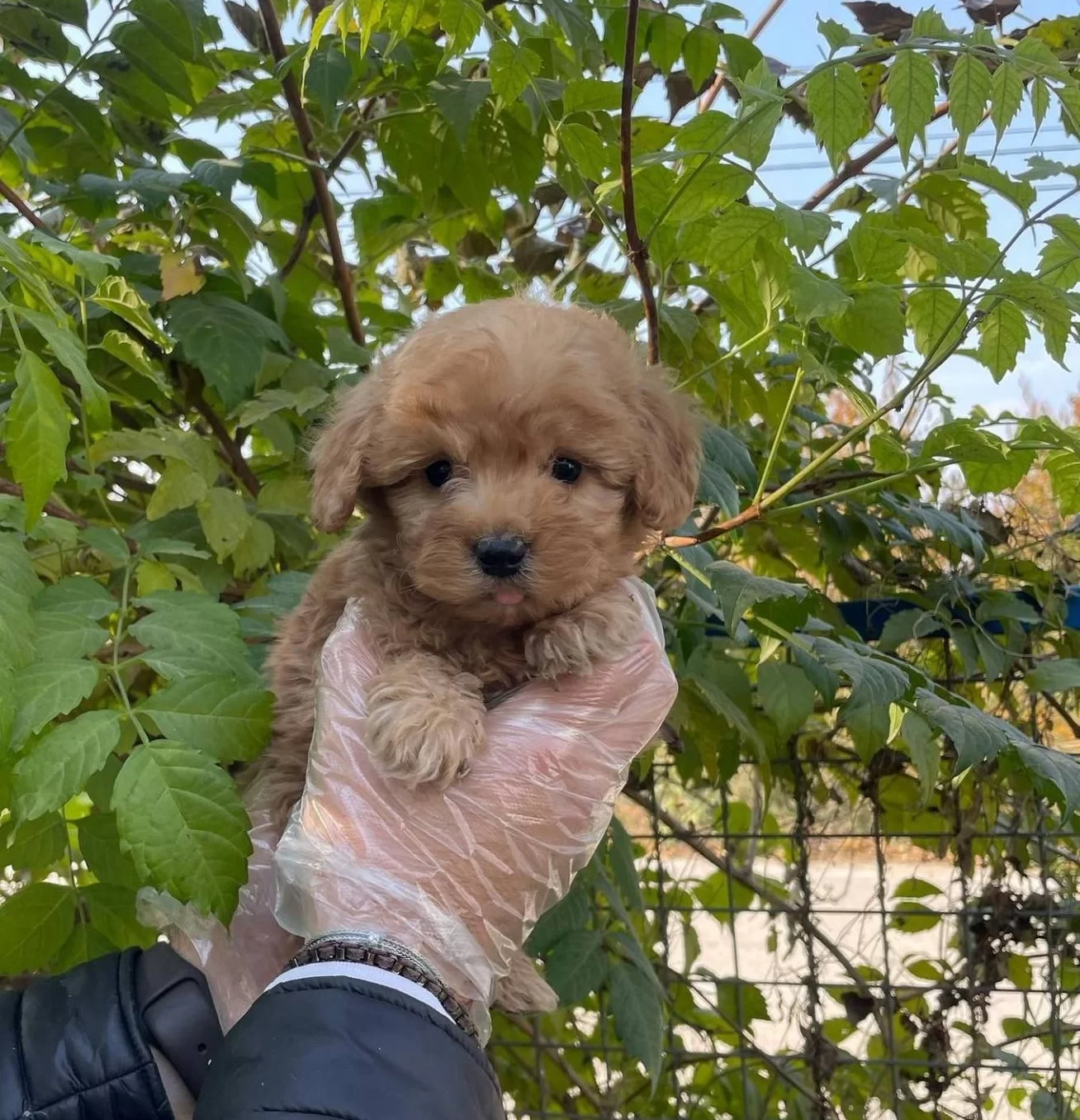 Gercek Tea Cup Red Maltipoo Yavrularımız