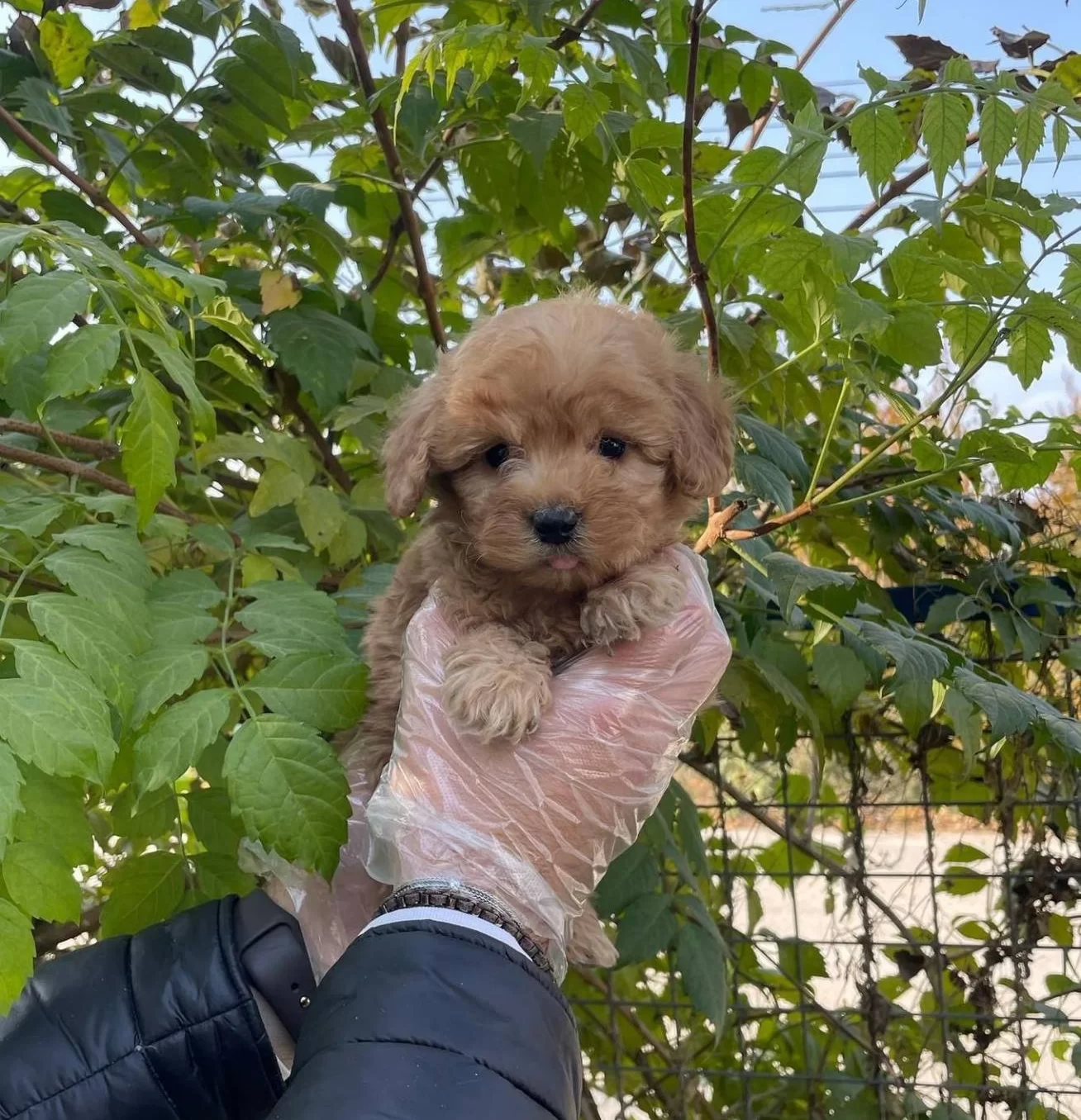 Gercek Tea Cup Red Maltipoo Yavrularımız