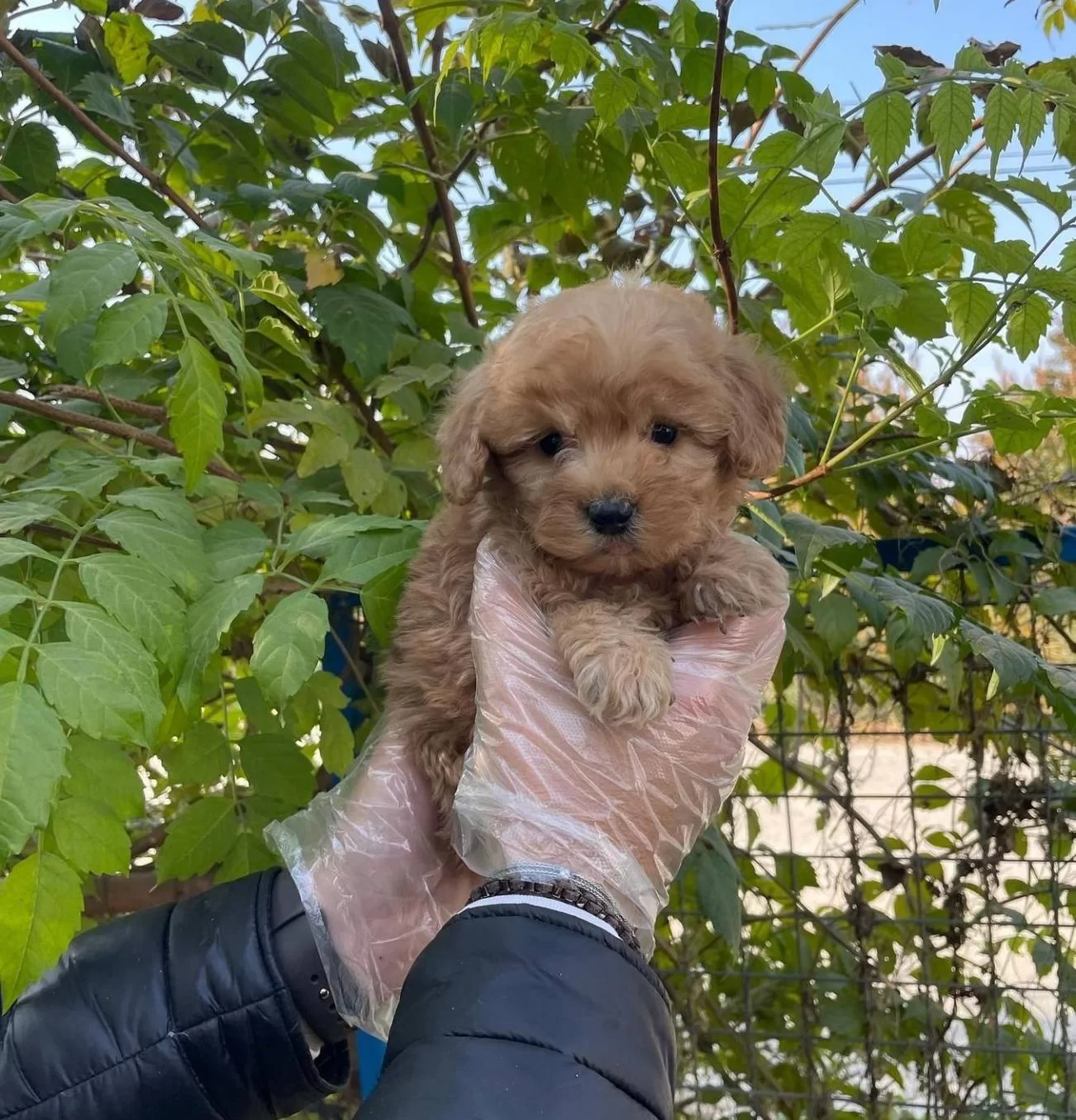 Gercek Tea Cup Red Maltipoo Yavrularımız