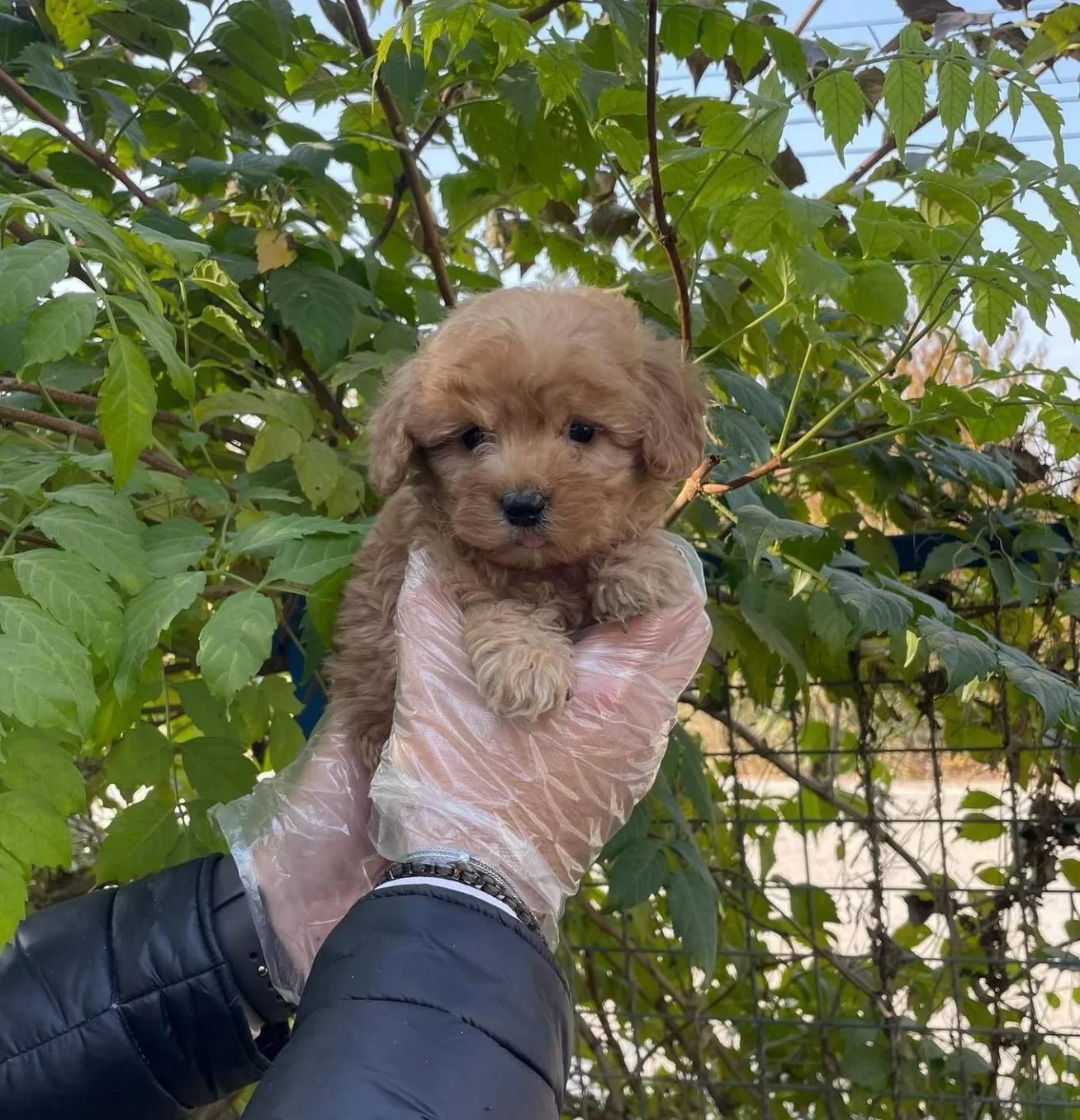 Gercek Tea Cup Red Maltipoo Yavrularımız