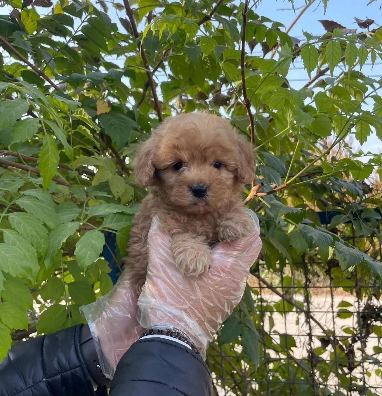 Gercek Tea Cup Red Maltipoo Yavrularımız