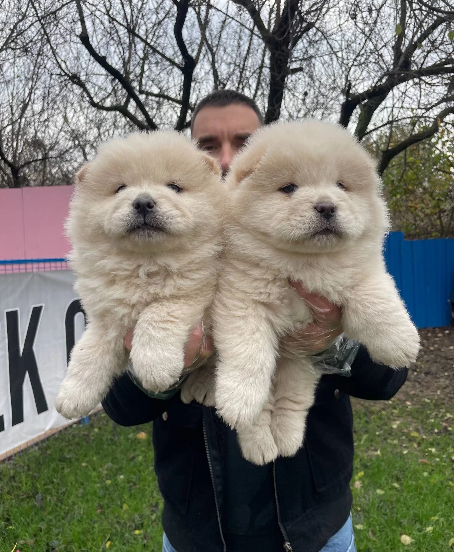 Orjinal Aslan Surat Chow Chow Yavrularımız