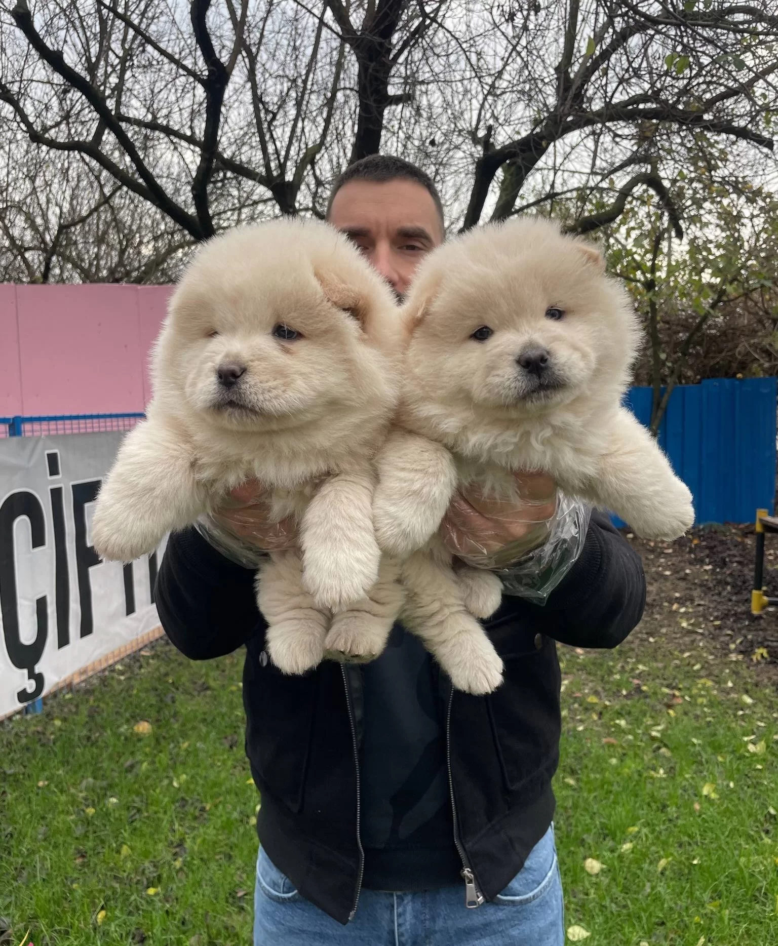 Orjinal Aslan Surat Chow Chow Yavrularımız