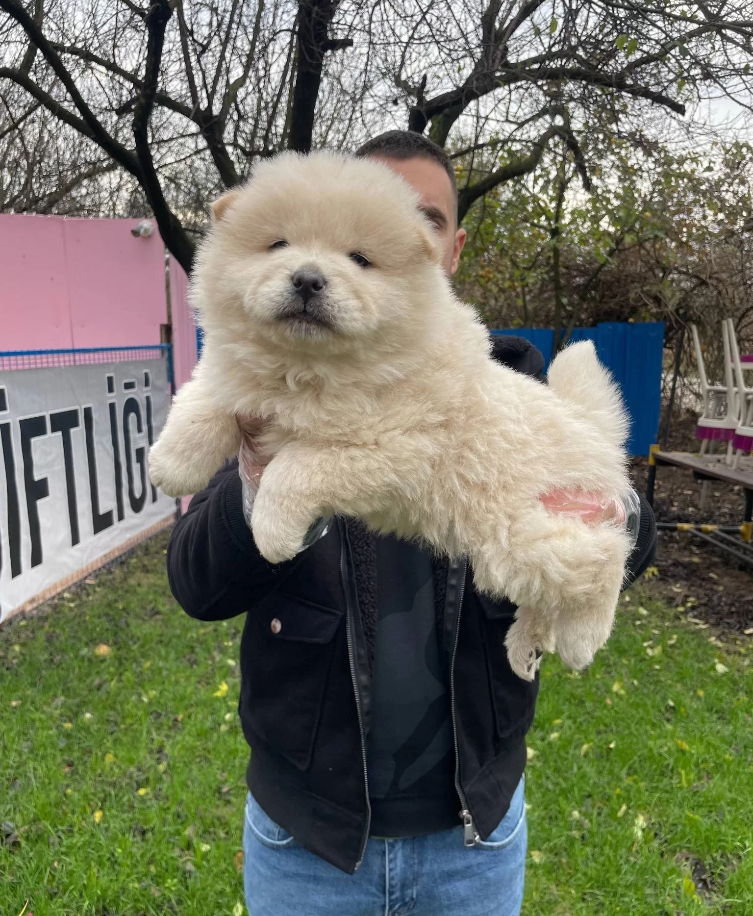 Orjinal Aslan Surat Chow Chow Yavrularımız