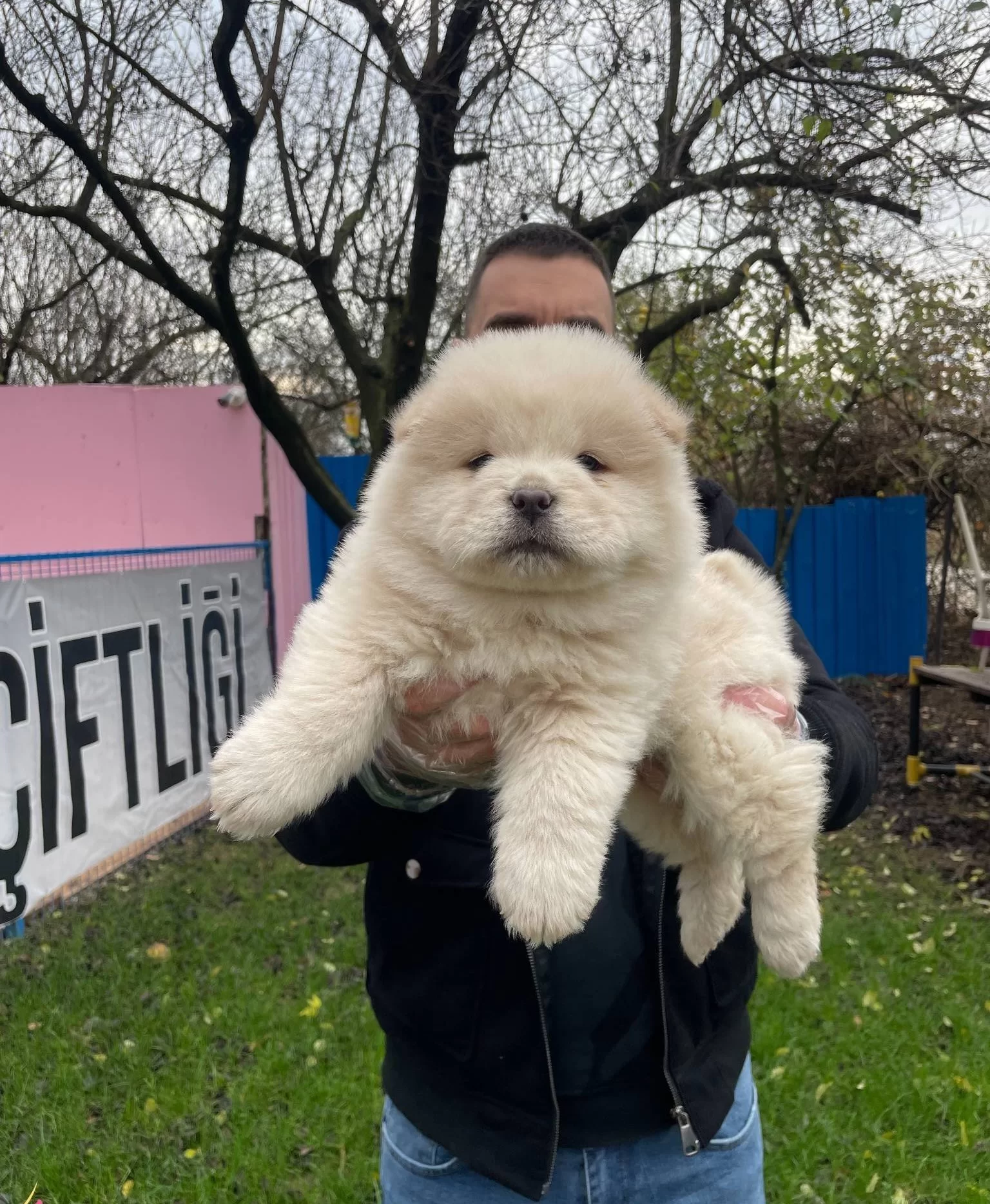 Orjinal Aslan Surat Chow Chow Yavrularımız