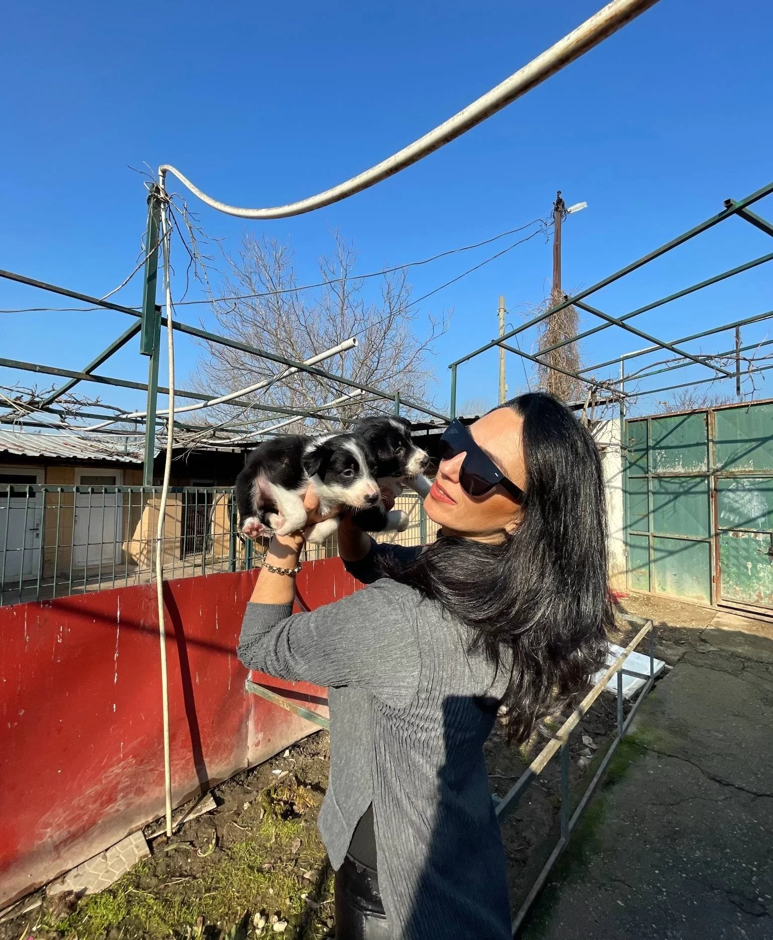 Border Colie Yavrularım Saglık Ve Irk Garantilidir