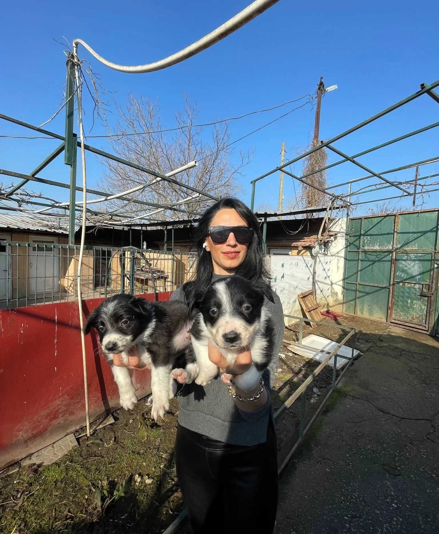 Border Colie Yavrularım Saglık Ve Irk Garantilidir