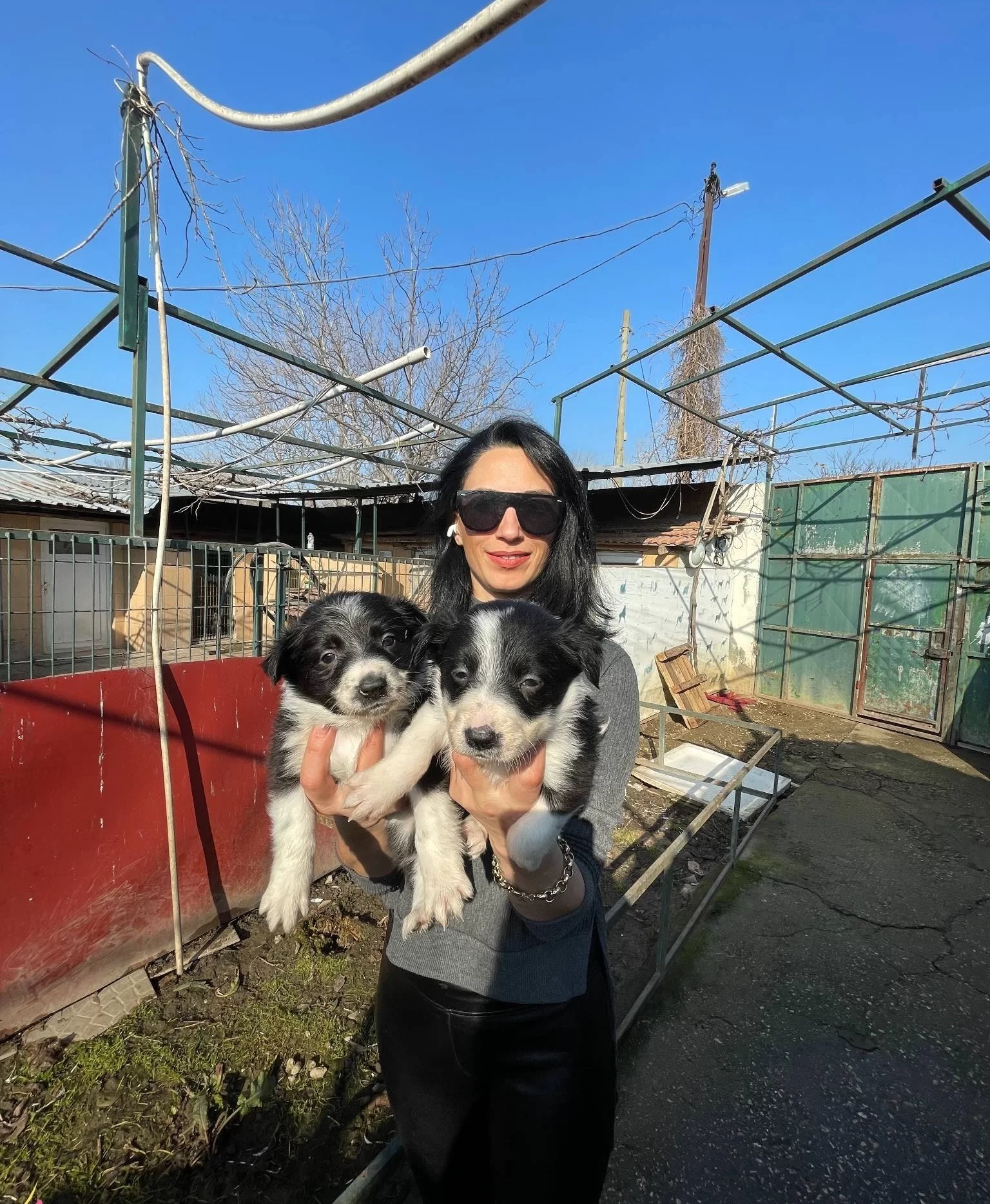 Border Colie Yavrularım Saglık Ve Irk Garantilidir