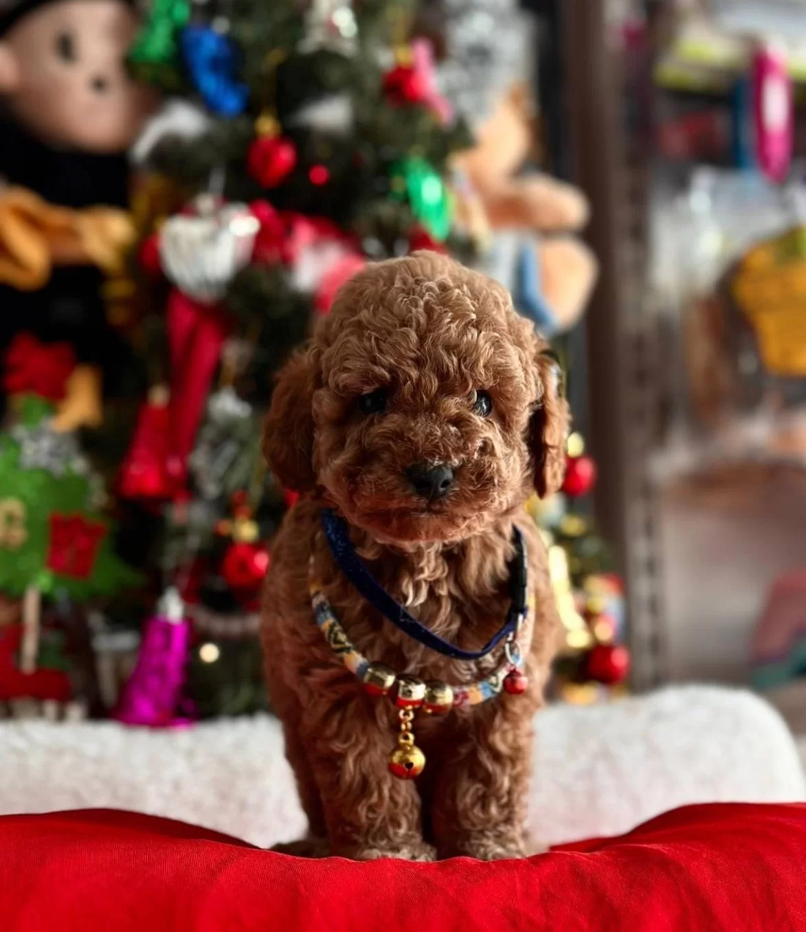 Ev Ortamında Bakılan Toy Poodle Yavrularımız