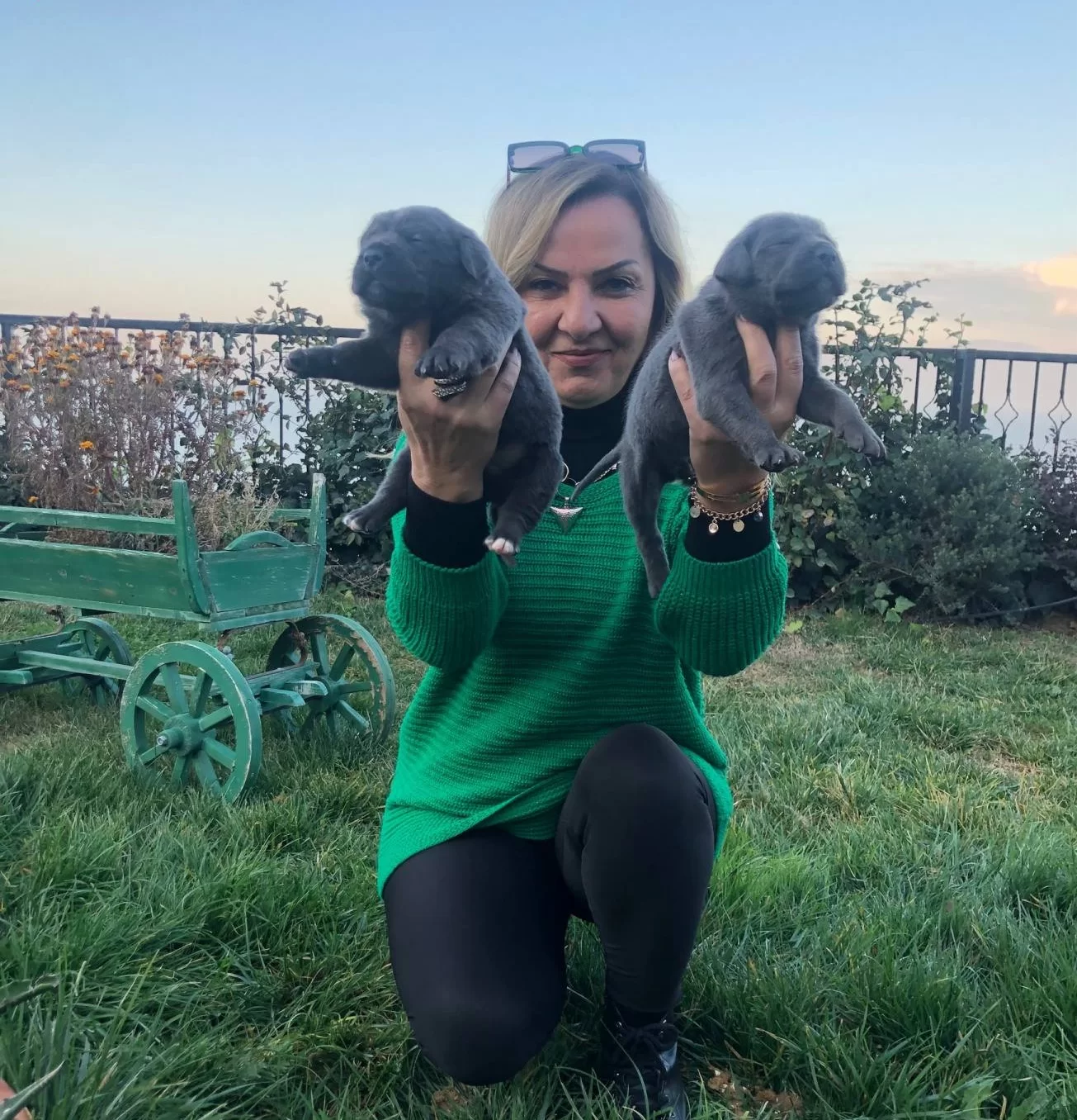 Muhtesem Blue Ve Siyah Cane Corso Yavrularımız