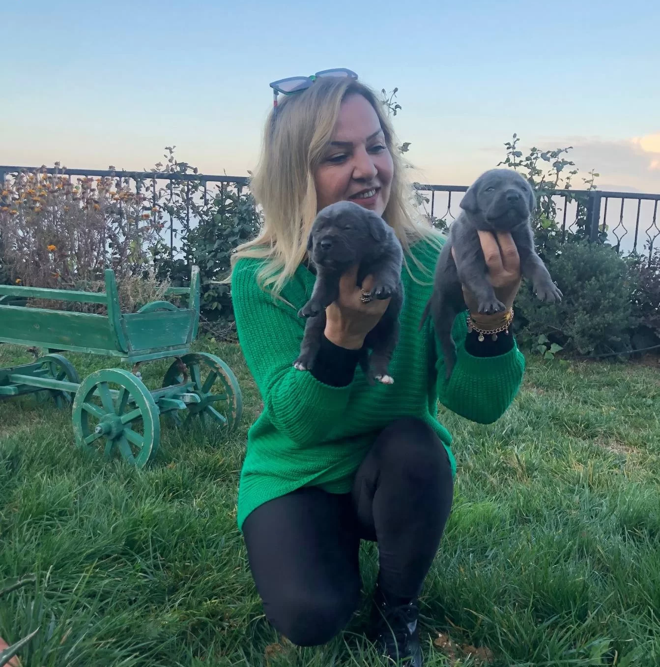 Muhtesem Blue Ve Siyah Cane Corso Yavrularımız