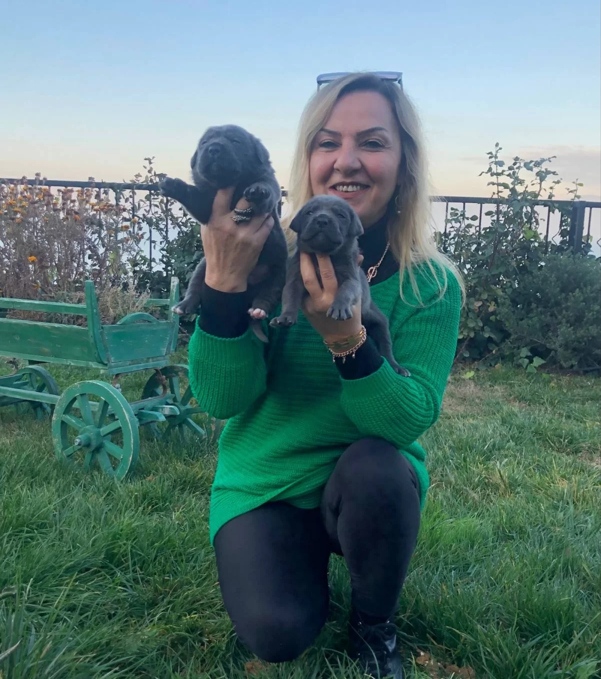 Muhtesem Blue Ve Siyah Cane Corso Yavrularımız