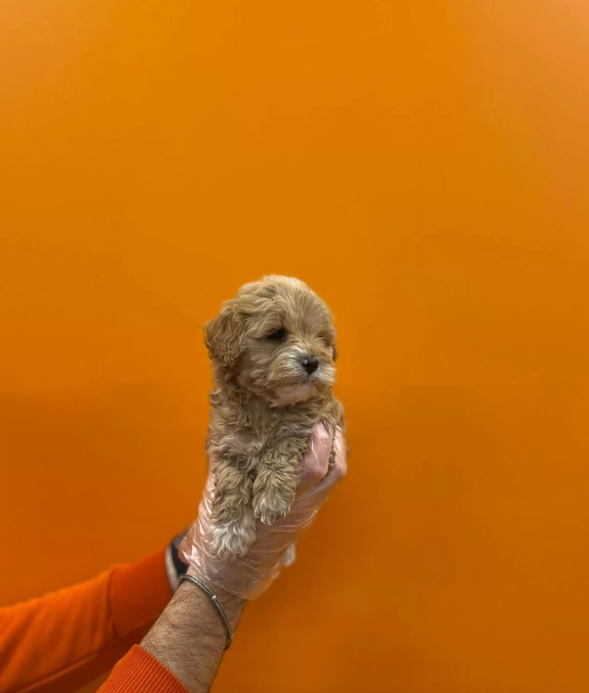 Show Kalite Maltipoo Bebeklerimiz