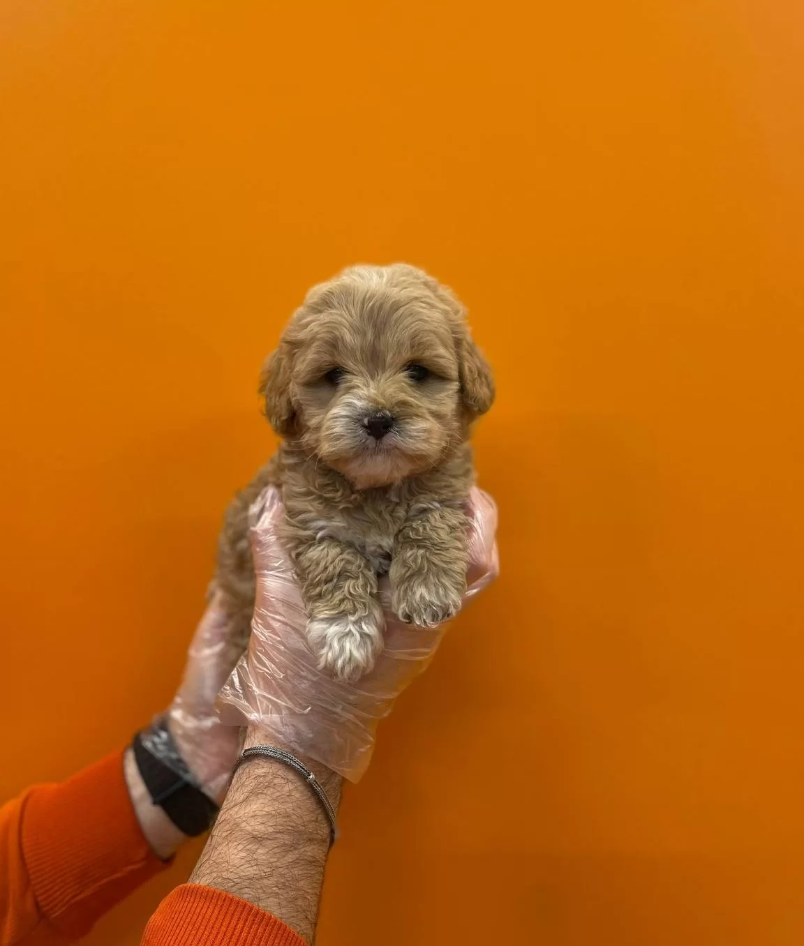 Show Kalite Maltipoo Bebeklerimiz