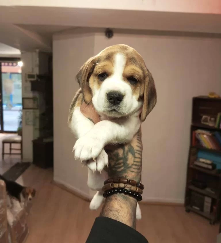 Beagle Yavrularım Saglık Ve Irk Garantilidir