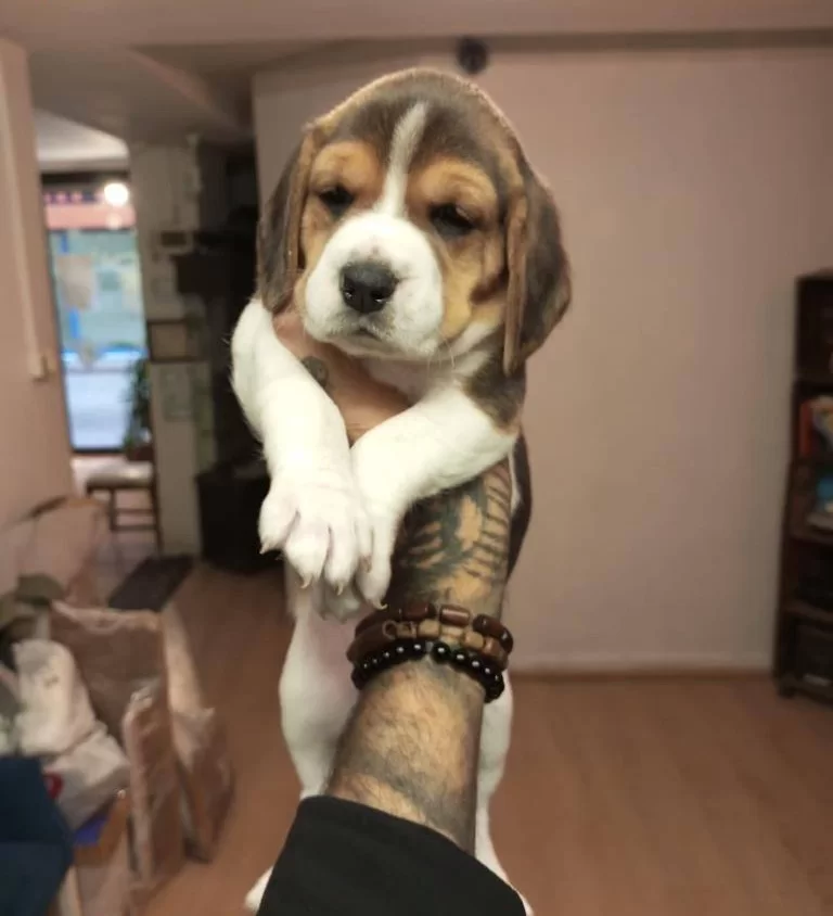 Beagle Yavrularım Saglık Ve Irk Garantilidir