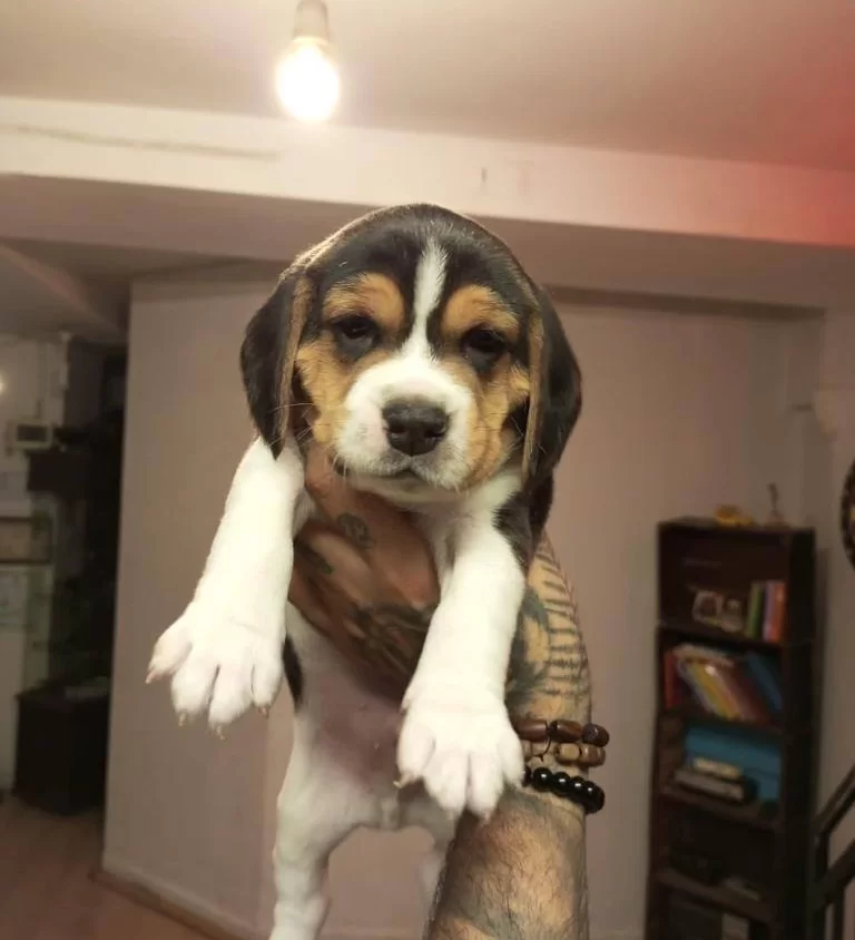 Beagle Yavrularım Saglık Ve Irk Garantilidir