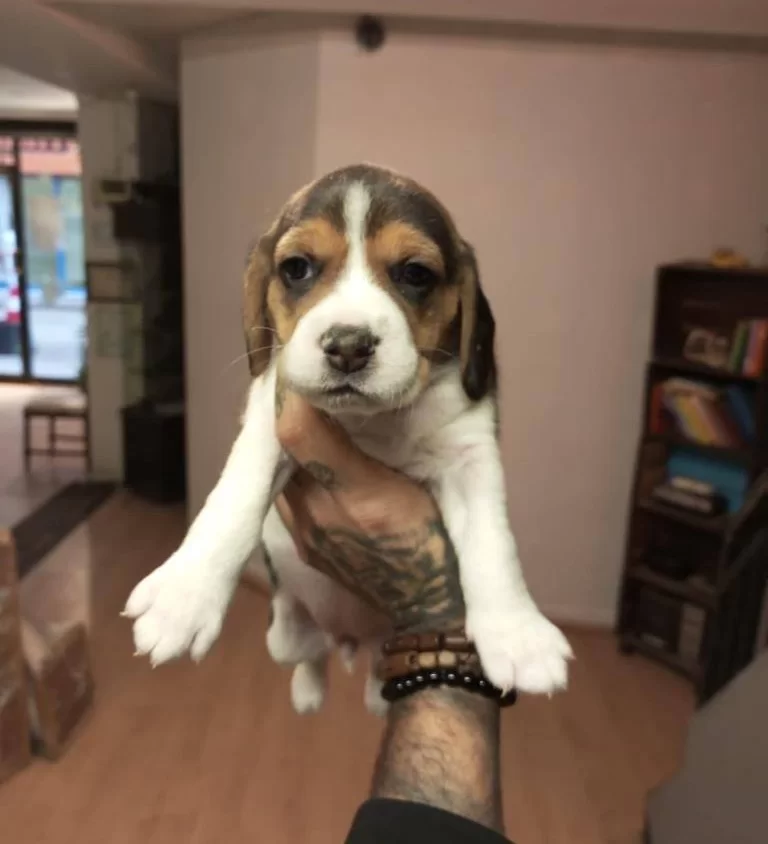 Beagle Yavrularım Saglık Ve Irk Garantilidir