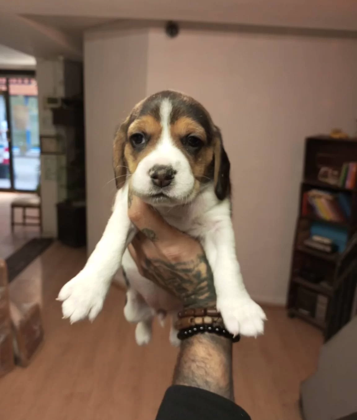 Beagle Yavrularım Saglık Ve Irk Garantilidir