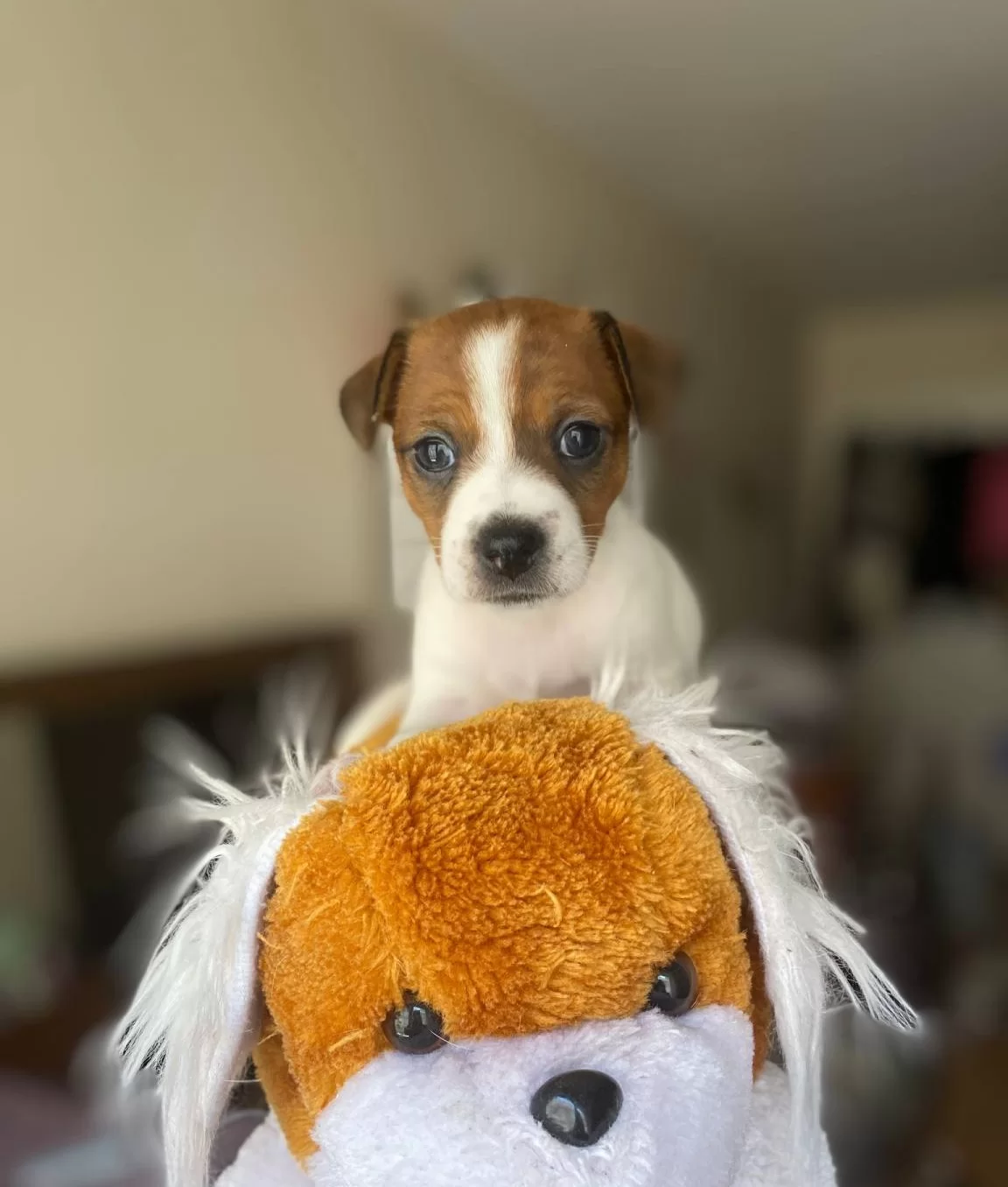 Orjinal Jack Russel Yavrular