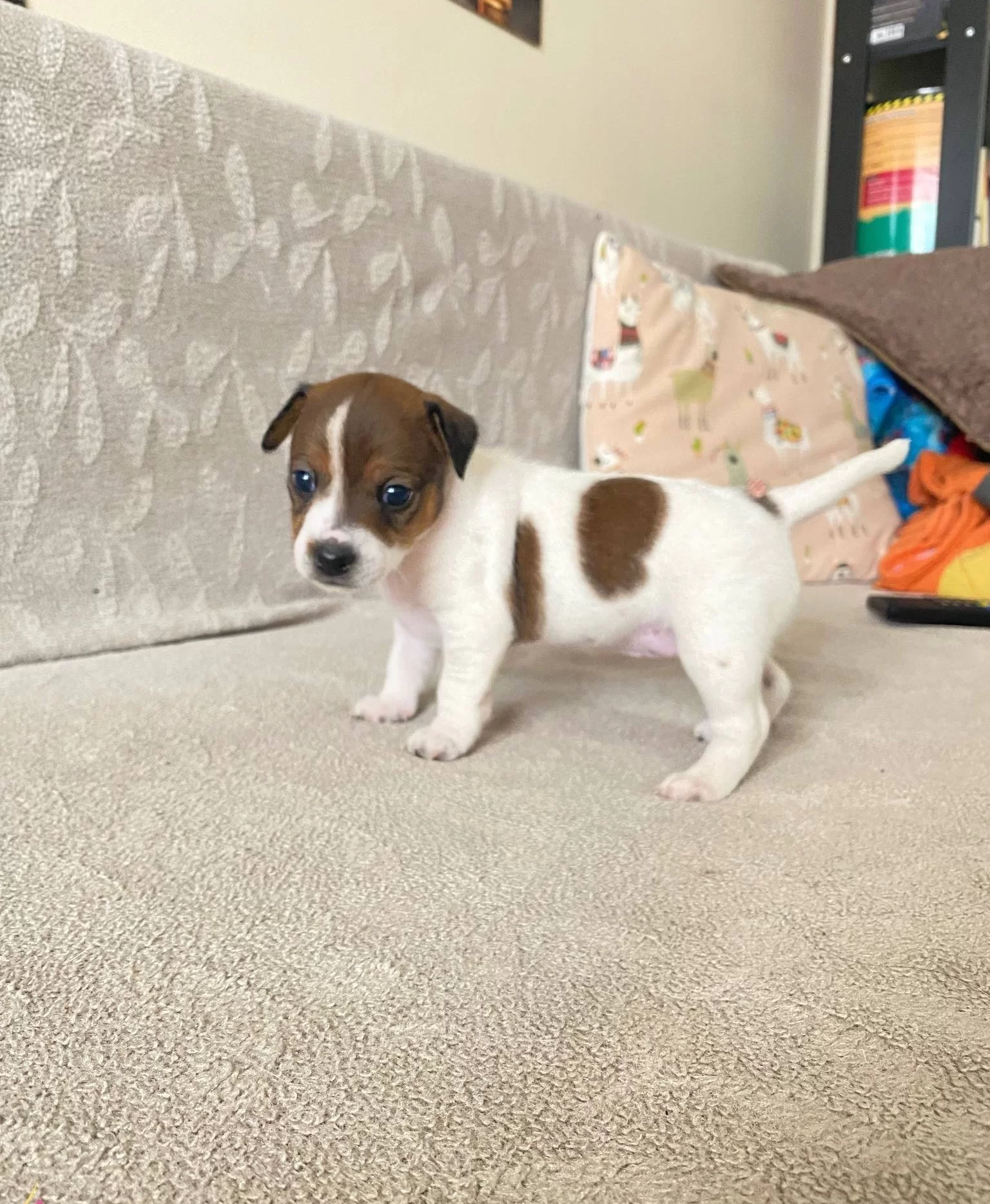 Orjinal Jack Russel Yavrular