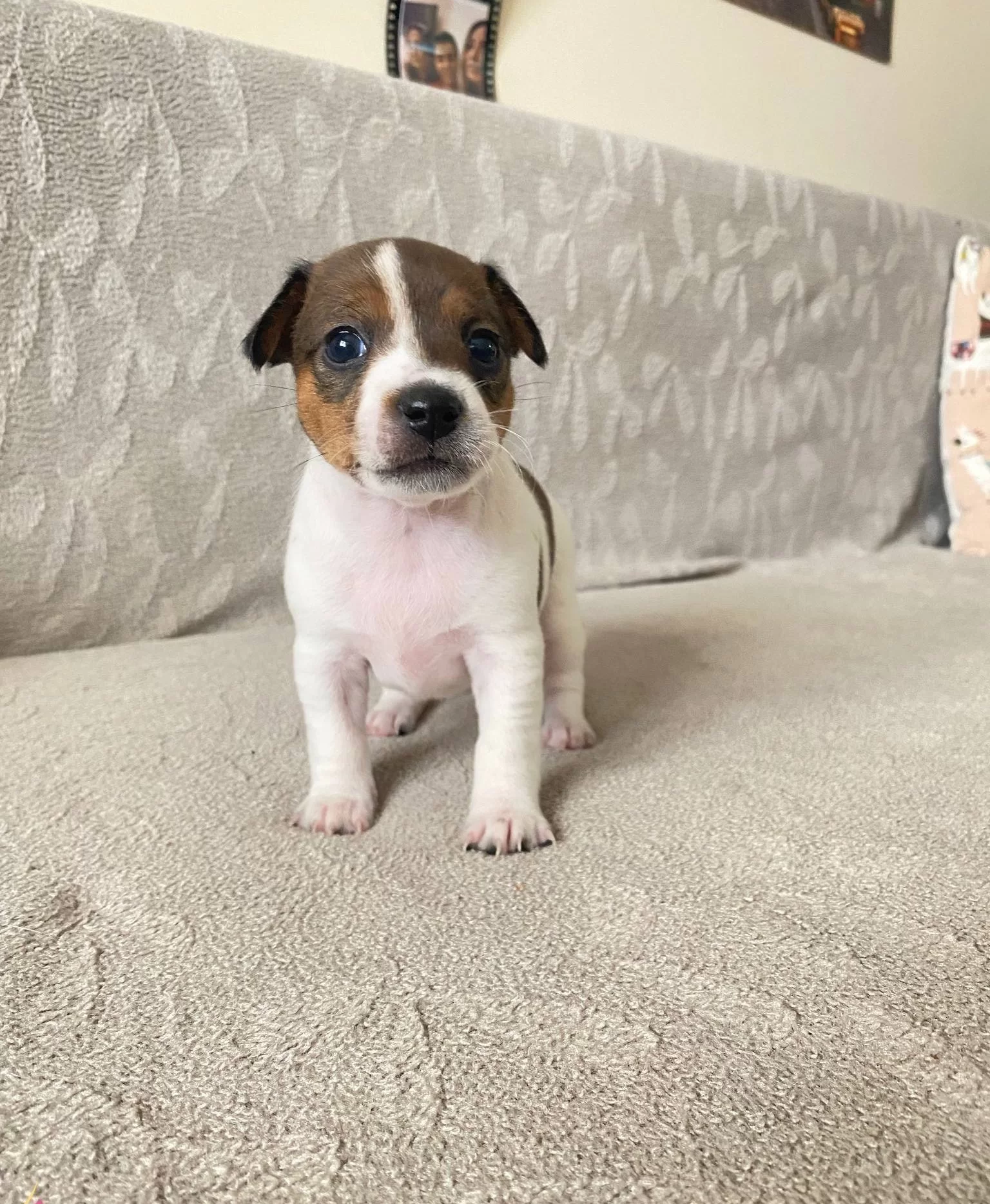 Orjinal Jack Russel Yavrular