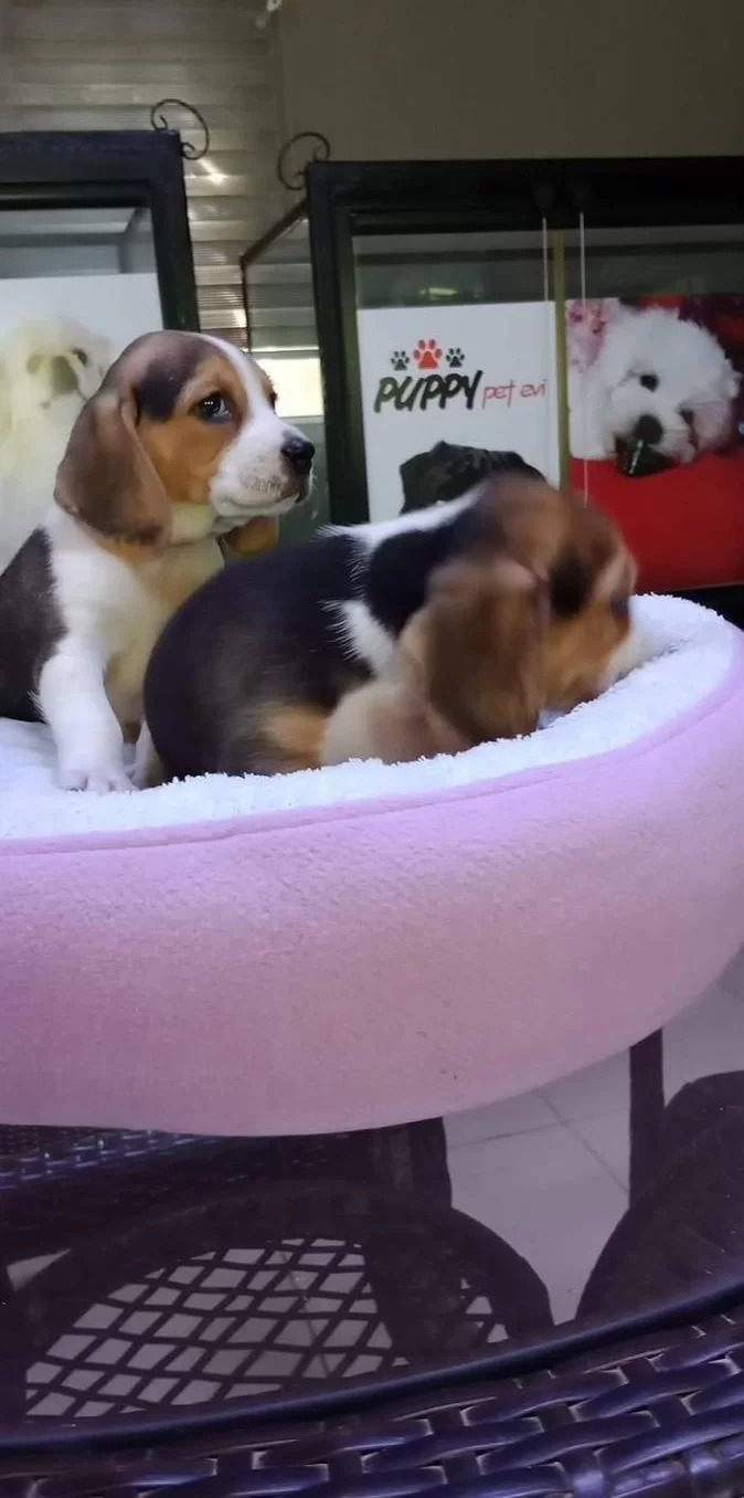 Safkan Irk Garantili Beagle Bebekler