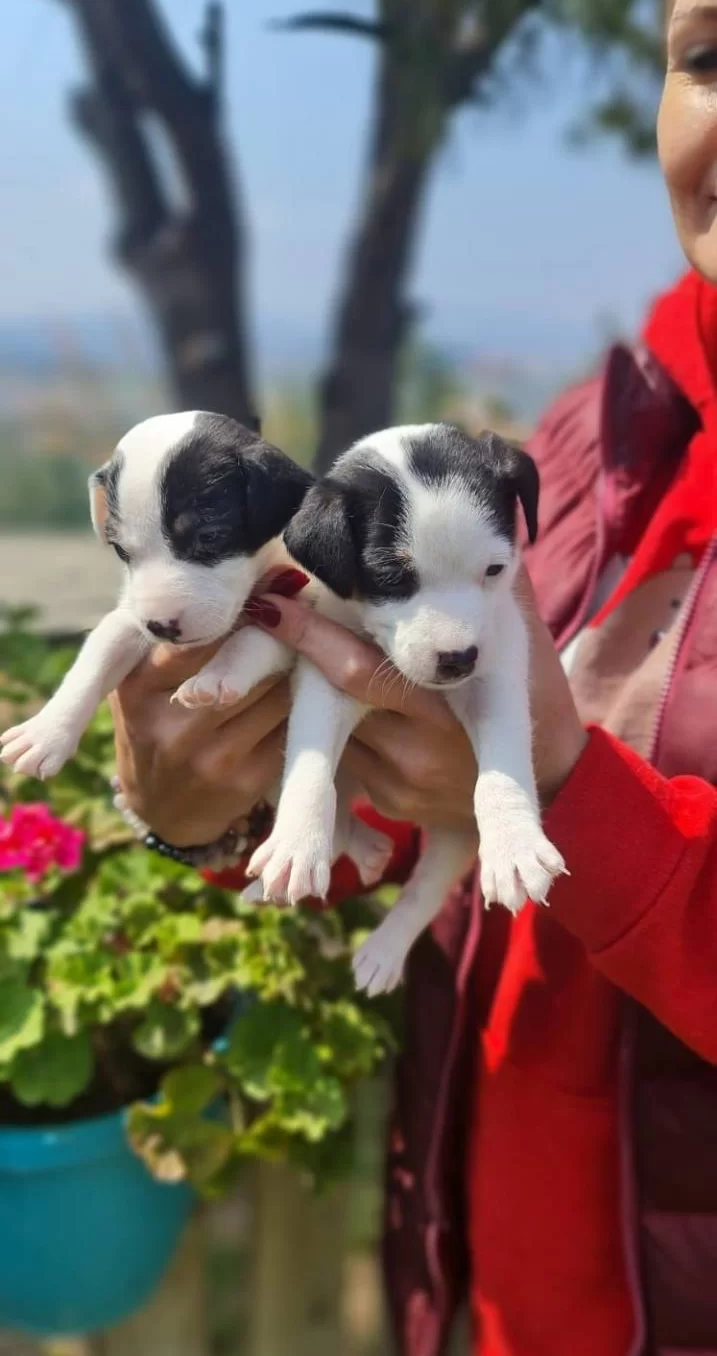 Maskeli Haylazlar Beyaz Jack Russell Yavruları