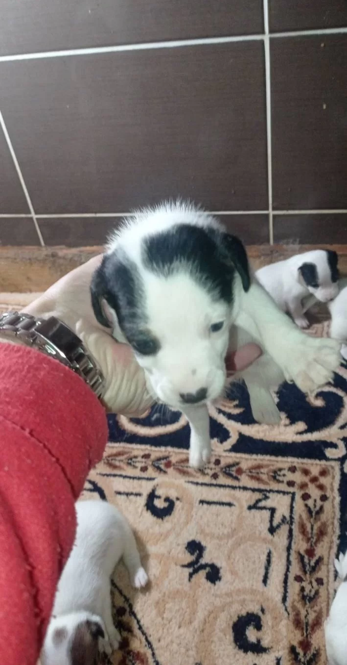 Jack Russell Bebeklerimiz