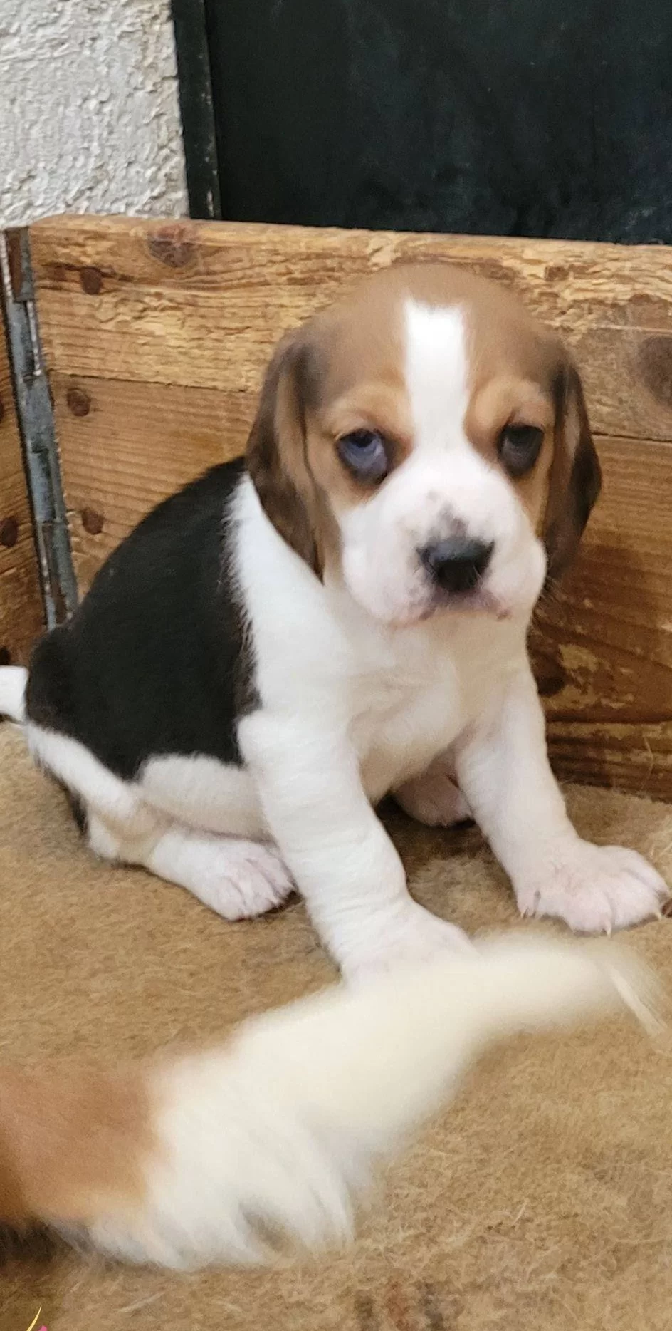 Bakanlık Kayıtlı Resmi Ruhsatlı Uretim Ciftliginden Safkan