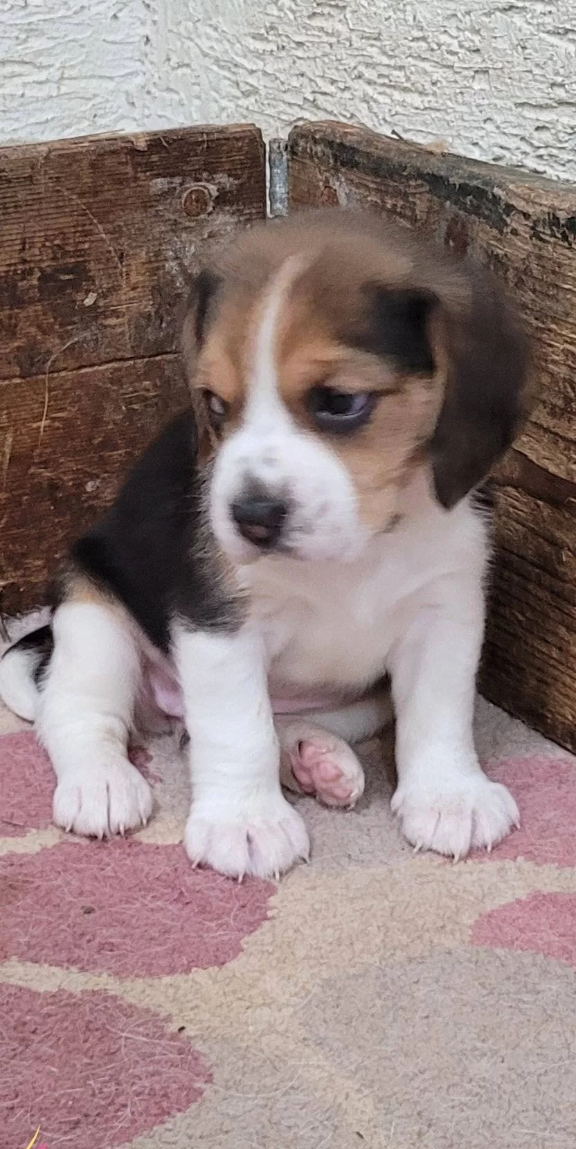 Bakanlık Kayıtlı Resmi Ruhsatlı Uretim Ciftliginden Safkan