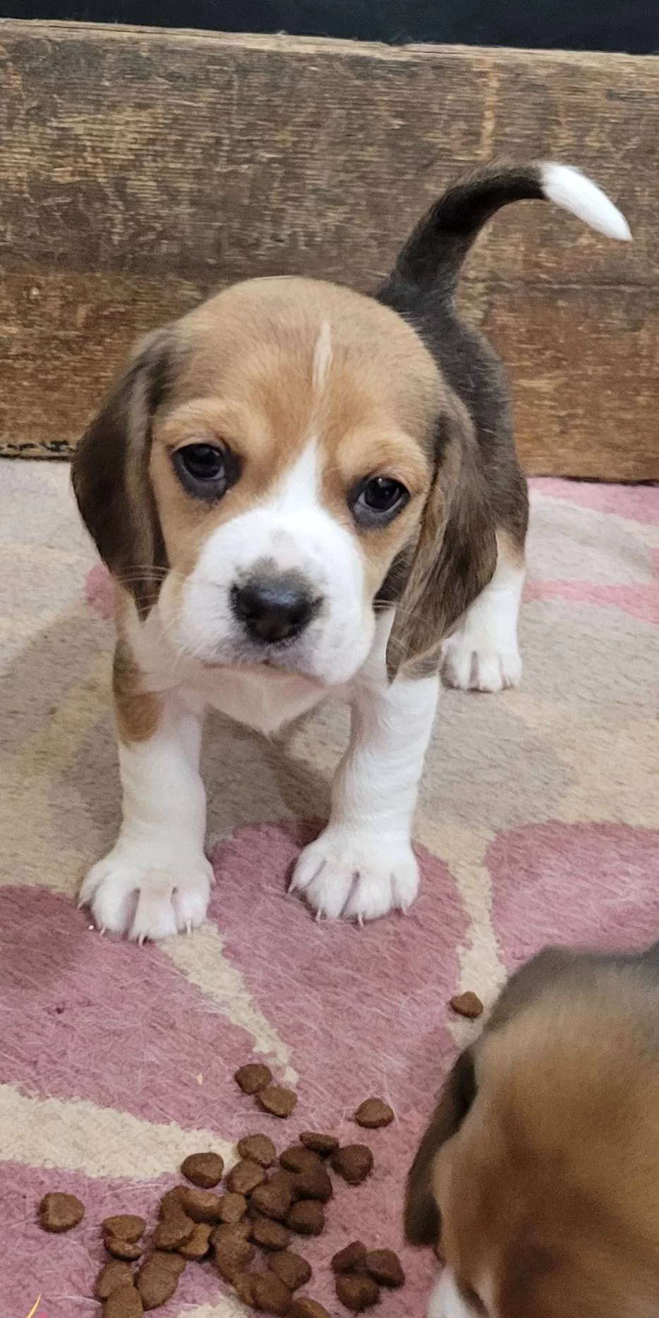 Bakanlık Kayıtlı Resmi Ruhsatlı Uretim Ciftliginden Safkan