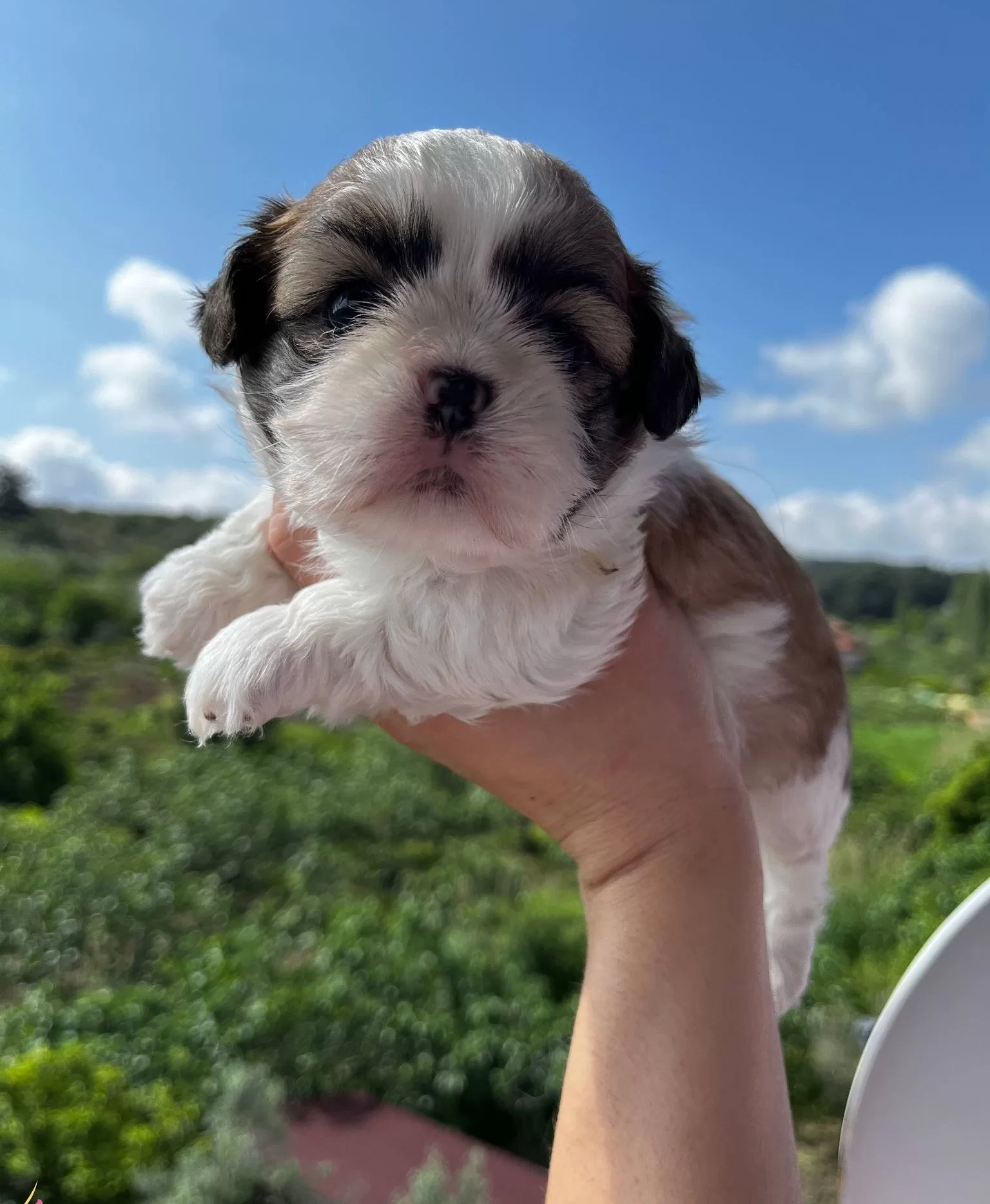 Mukemmel Renklerde Shih Tzu Kız Bebek