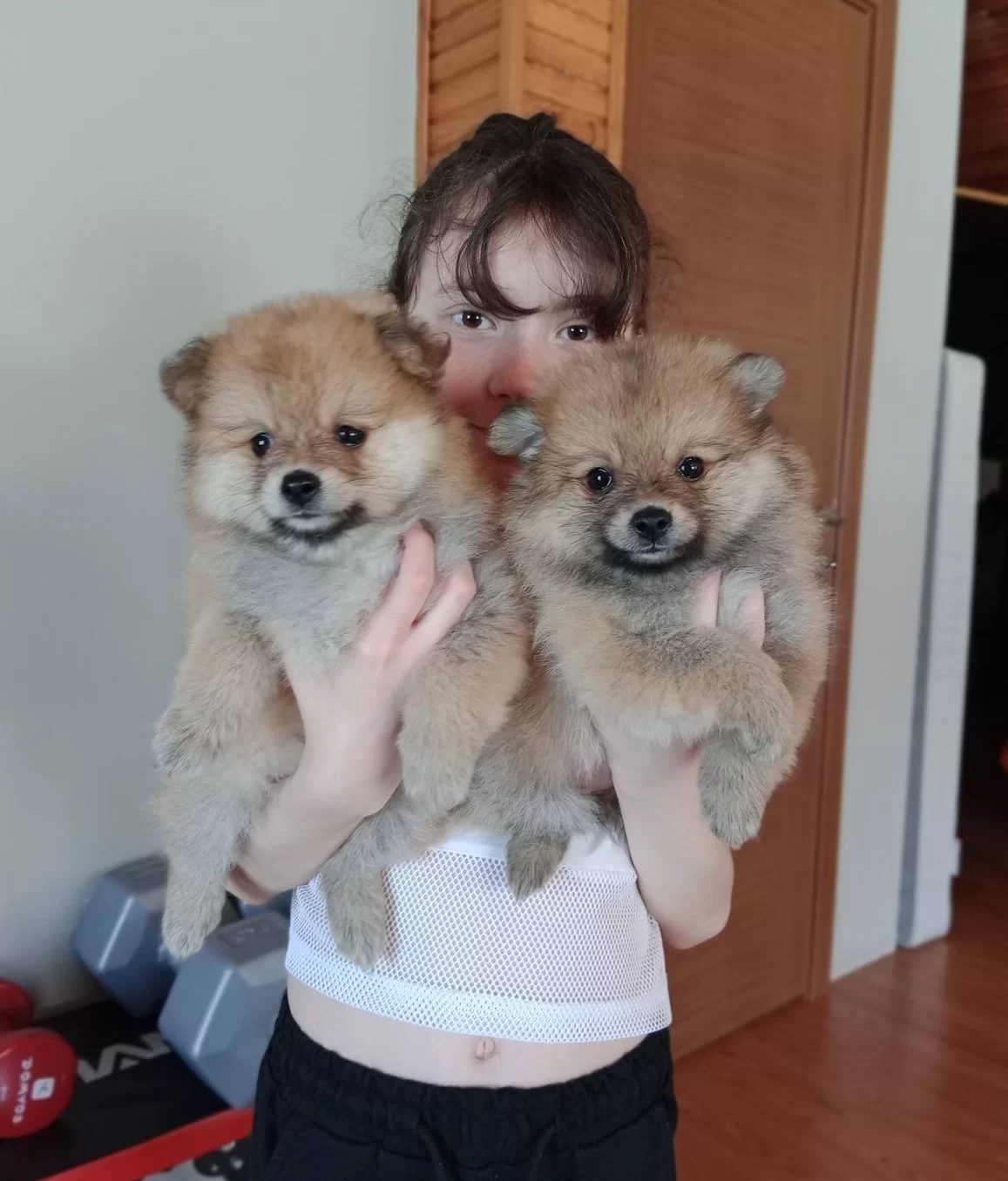 Irk Garantili Pomeranian Boo Yavrularımız