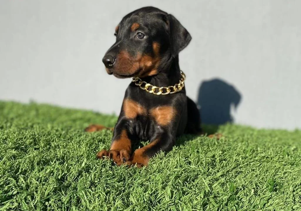 Asil Doberman Yavrularım
