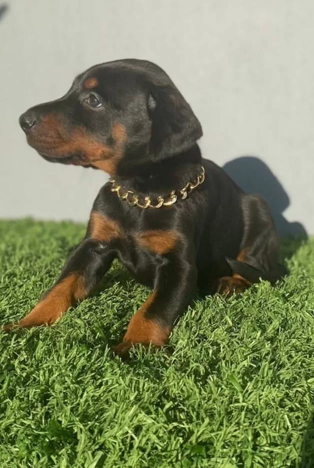 Asil Doberman Yavrularım