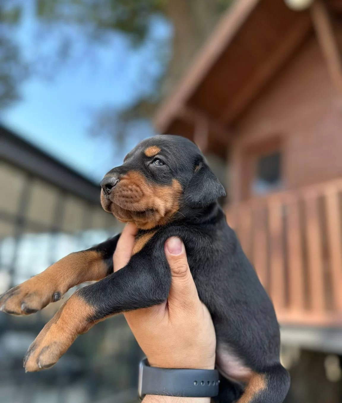 Asil Doberman Yavrularım