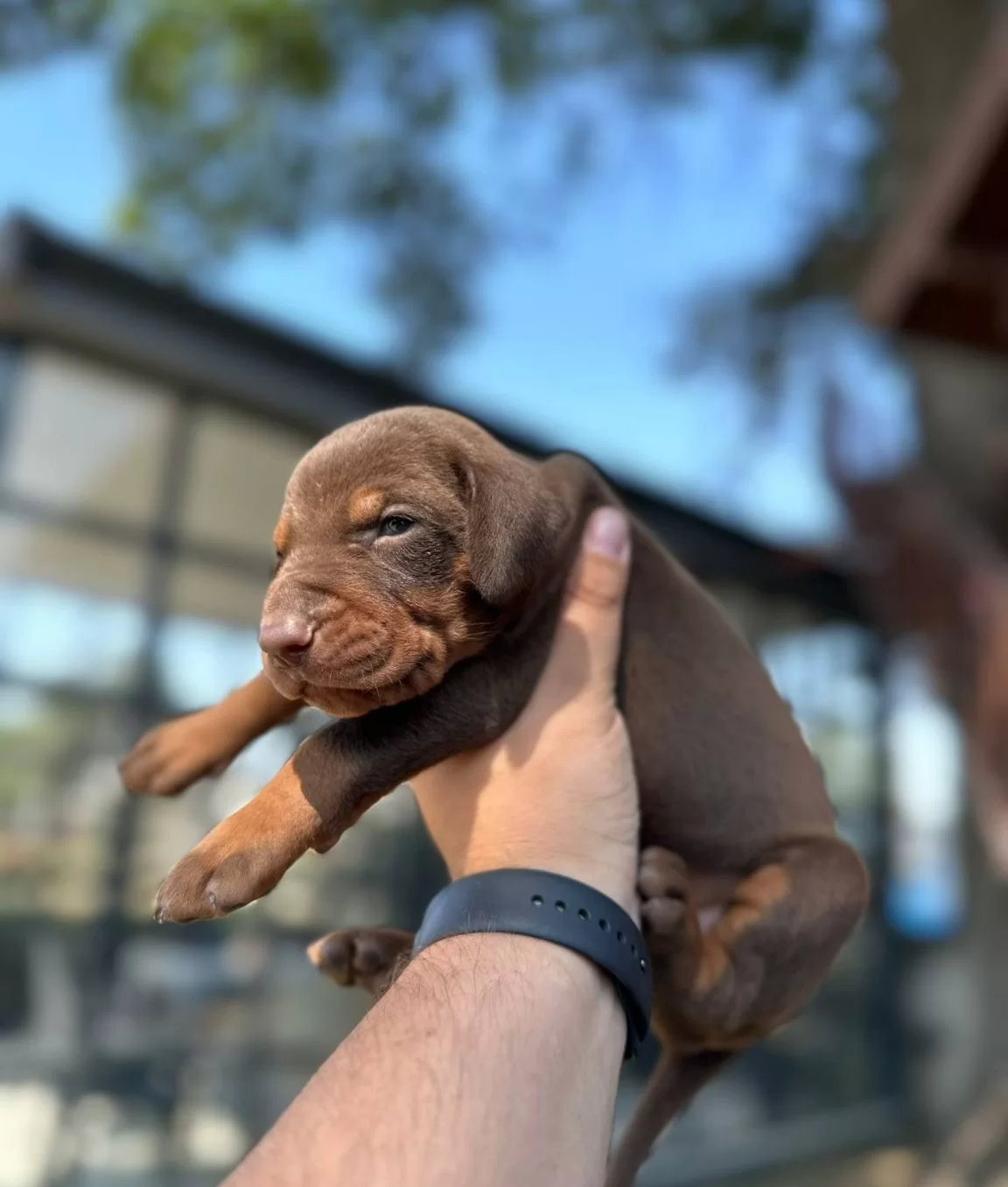 Asil Doberman Yavrularım