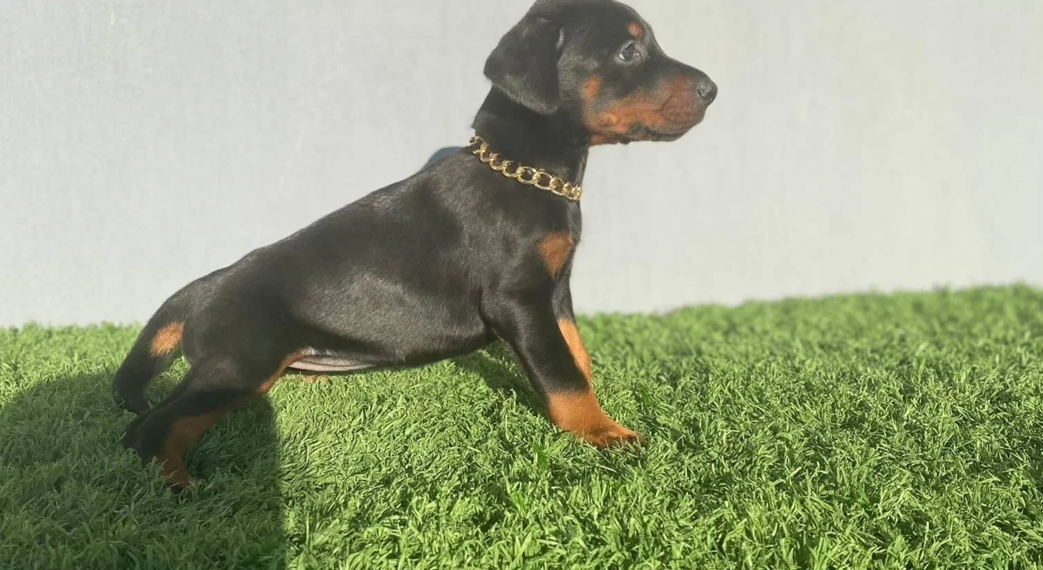 Asil Doberman Yavrularım