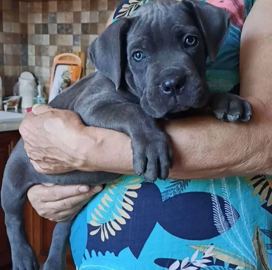 Harika Blue Cane Corso Yavruları