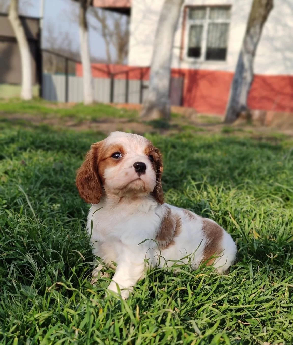 Irk Ve Saglık Garantili King Charles Cavalier Yavruları