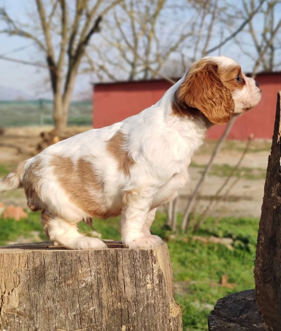 Irk Ve Saglık Garantili King Charles Cavalier Yavruları