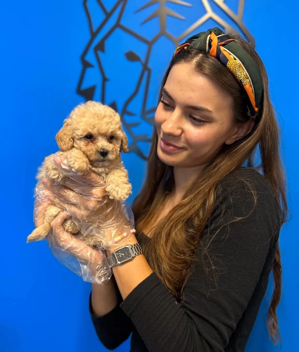 Cok Sirin Czel Toy Poodle Yavrularımız