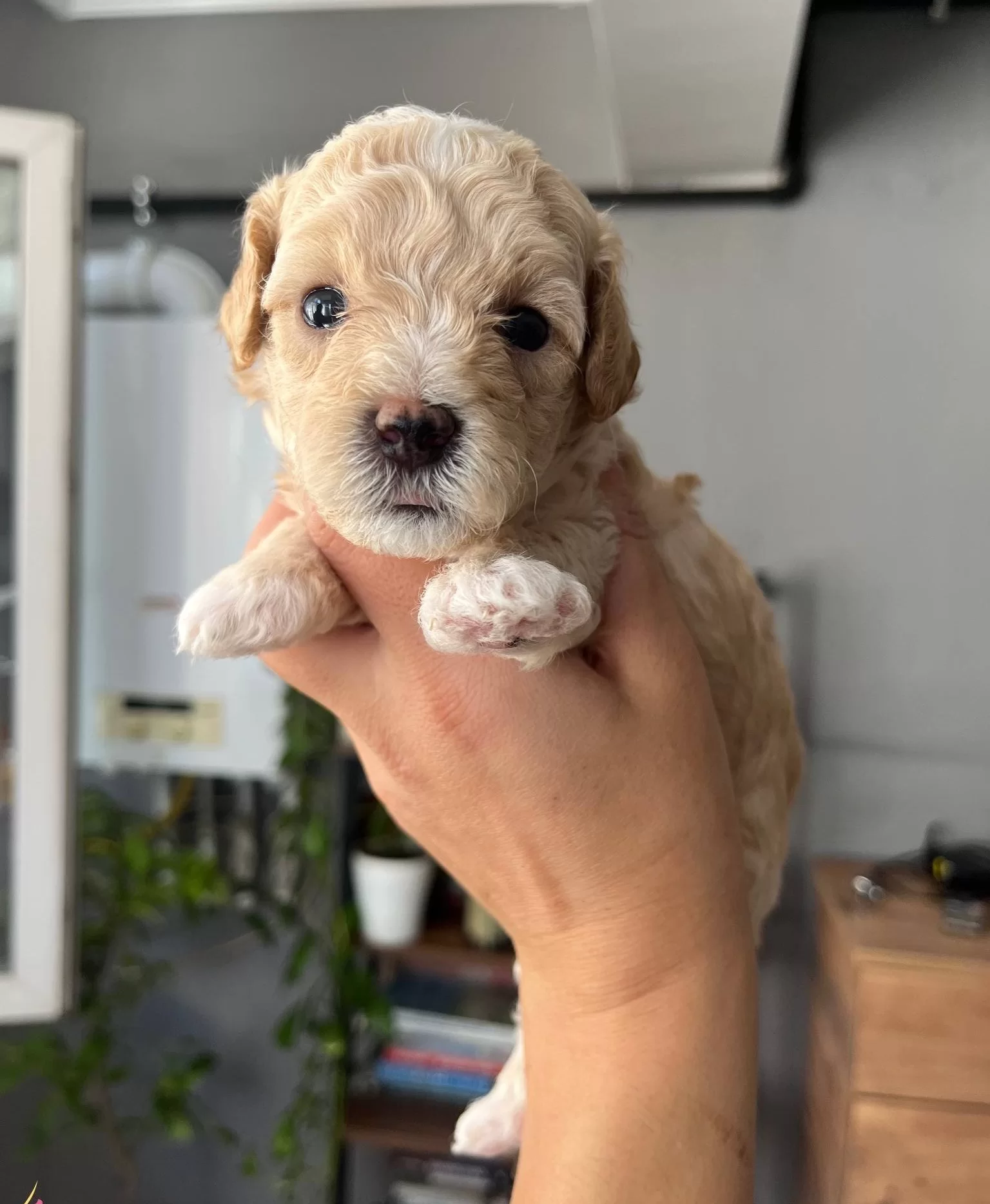 Ozel Uretim Maltipoo Bebekler