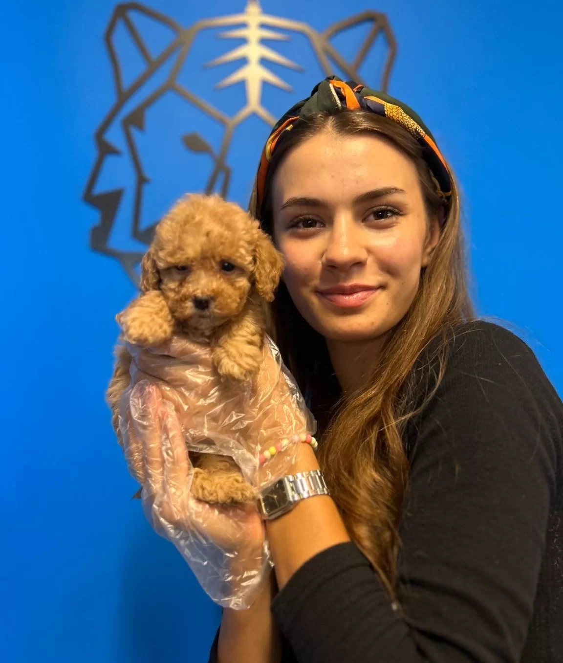 Gercek Toy Poodle Yavrularımız