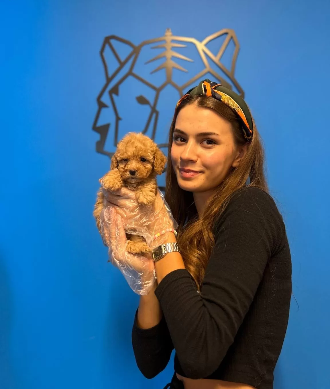 Gercek Toy Poodle Yavrularımız