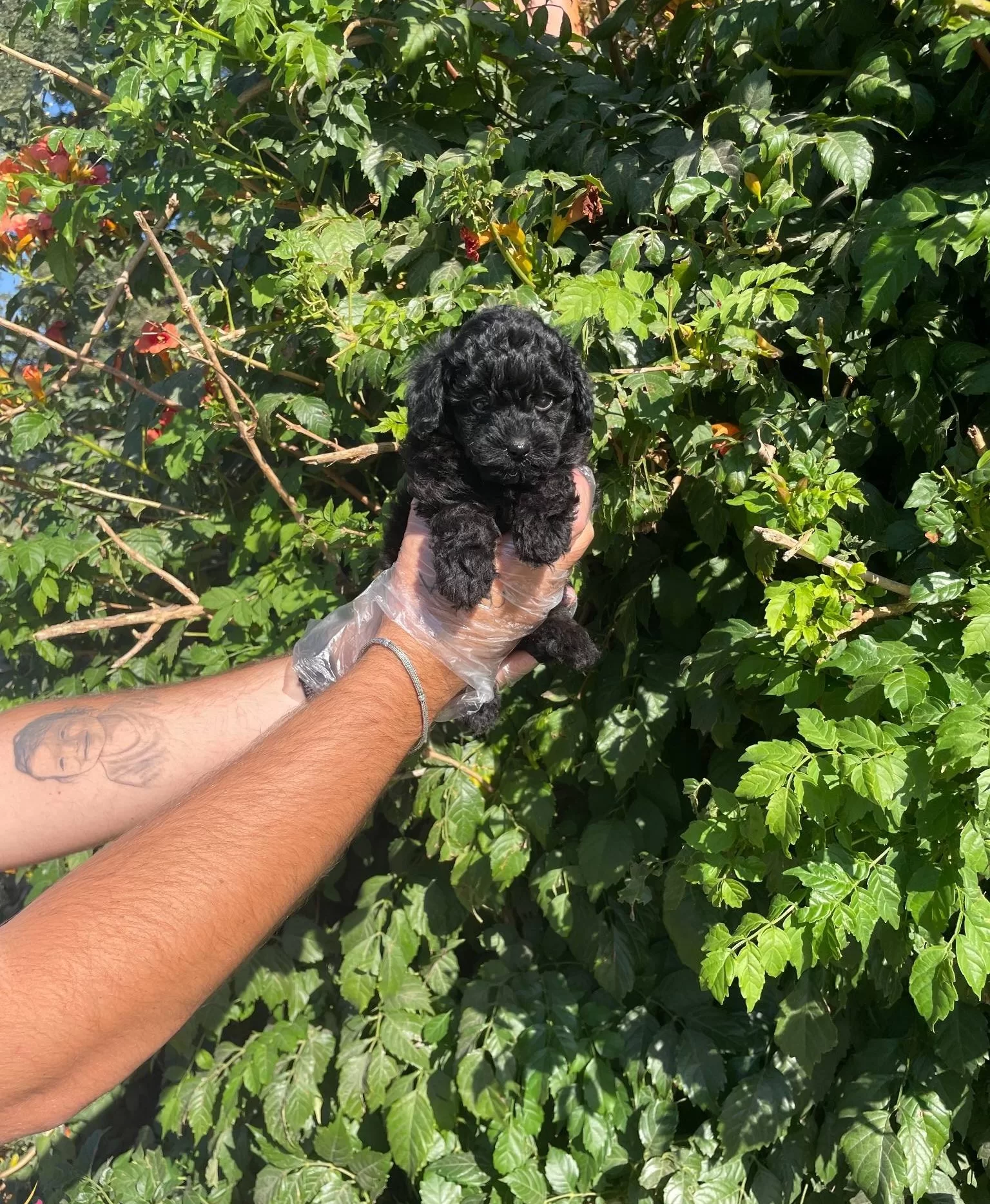 Gercek Tea 2 Kg Olucak Black Toy Poodle