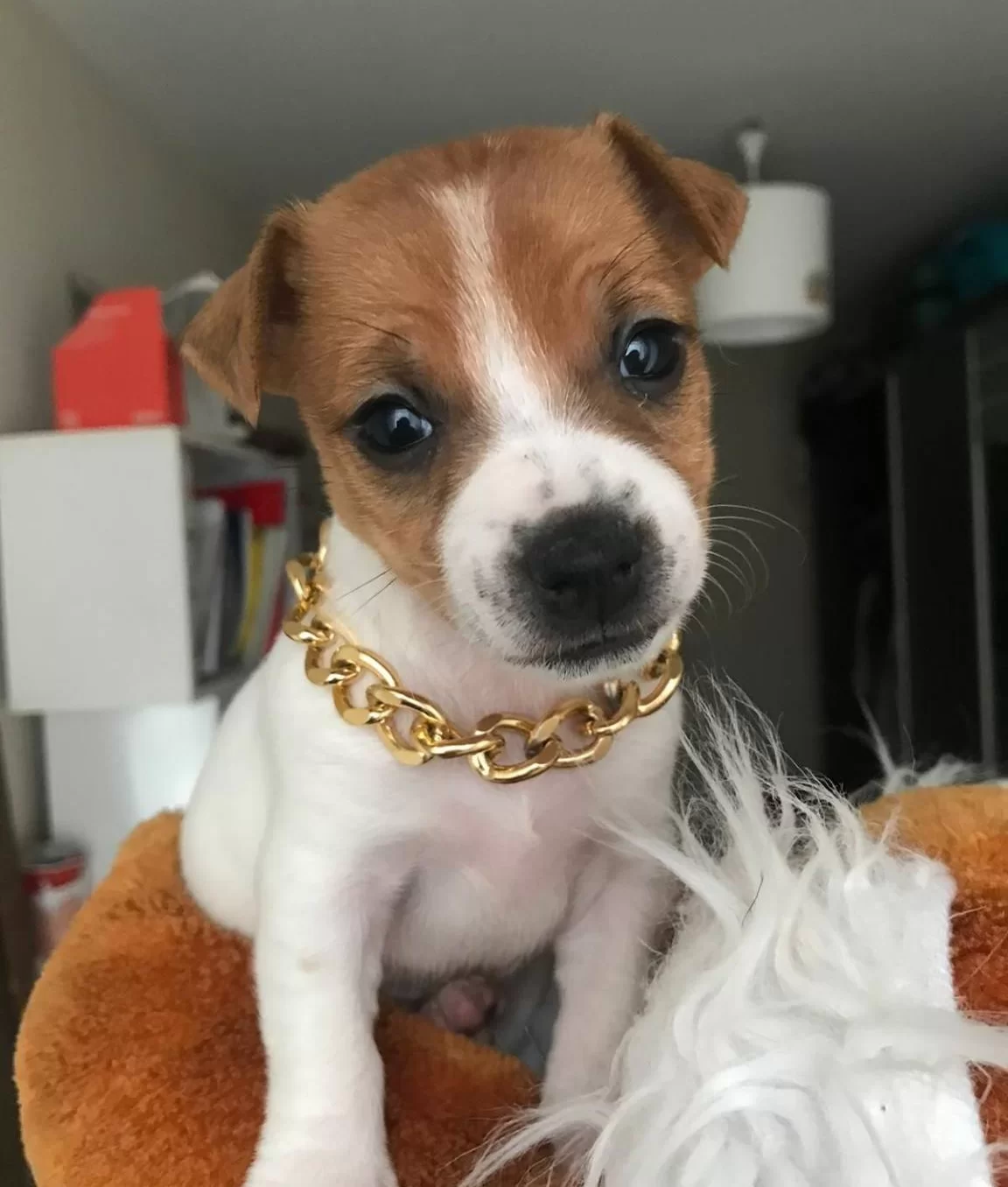 Bitmeyen Enerji Oyuncu Bebeklerim