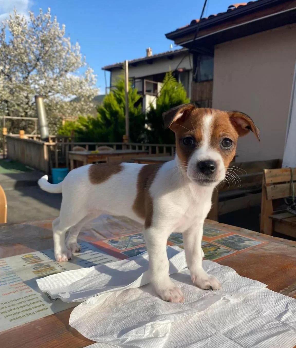 Bitmeyen Enerji Oyuncu Bebeklerim